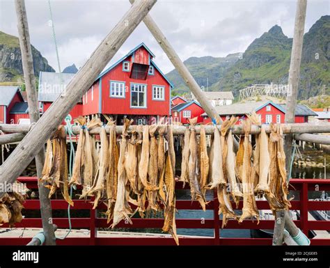 Drying stockfish cod in authentic traditional fishing village with ...