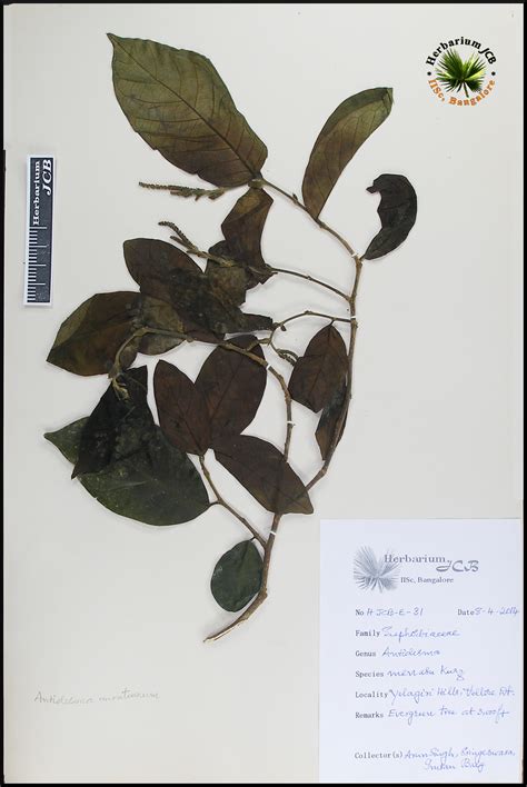 Herbarium JCB