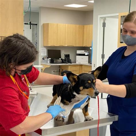 Best ER Vet Hospital In Springfield, OR | Wilvet South