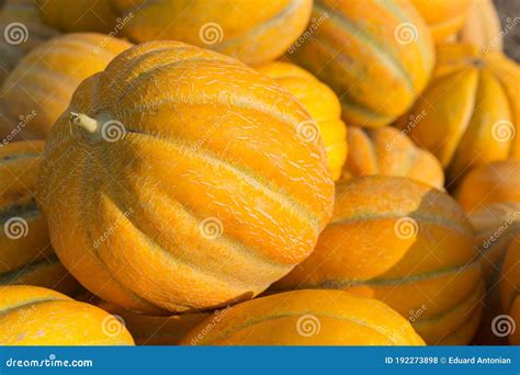 Ripe Yellow Melons Lie a Bunch, Lots of Melons in the Sunlight Stock ...