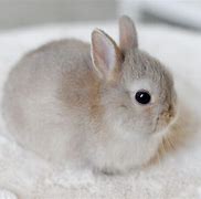 Image result for Look Up Really Fluffy Bunnies