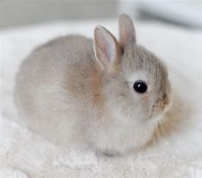 Image result for Fluffy Baby Bunnies Outside