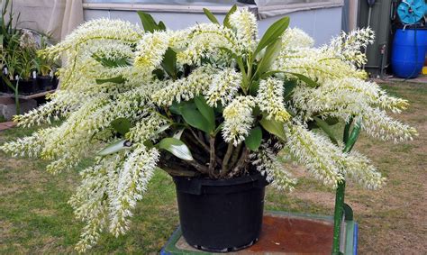 dendrobium speciosum grandiflorum for sale