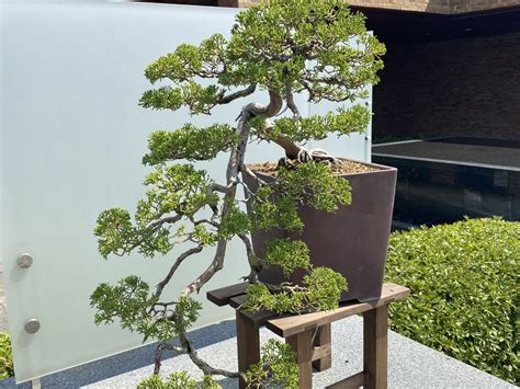 How To Care For An Indoor Juniper Bonsai Tree at Aidan Zichy-woinarski blog