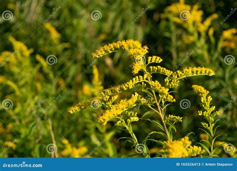 Canada Goldenrod, Rag Weed, Ragweed, Golden Rod or Solidago Canadensis ...