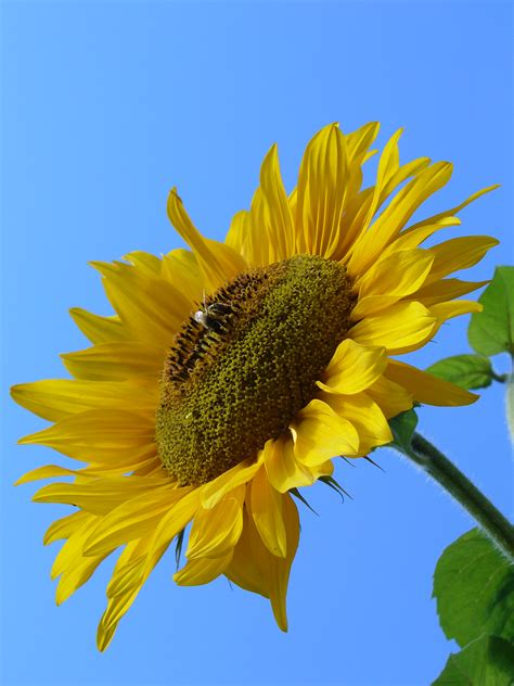 Sunflower - PixaHive