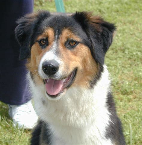 Black & Tan Variations - English Shepherd Club