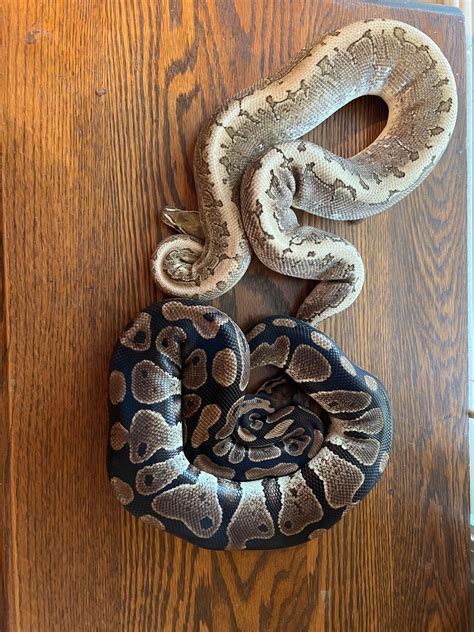 Normal Ball Python 的图像结果