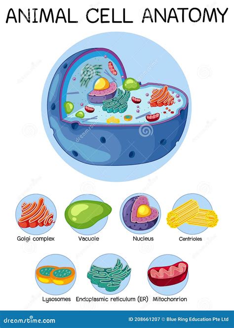 Animal Cell Biology 的图像结果