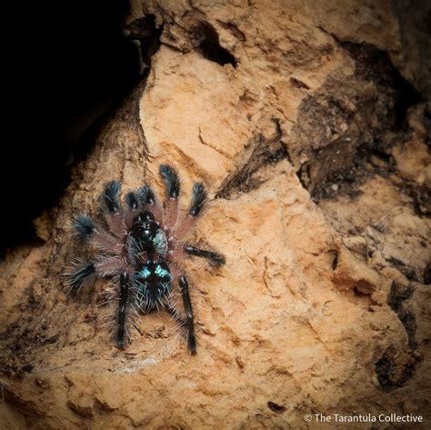 Typhochlaena seladonia — The Tarantula Collective