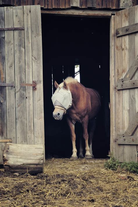 Barn Animals In Spanish