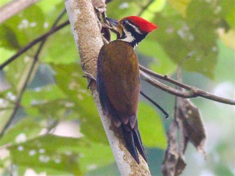 Olive-backed Woodpecker - eBird