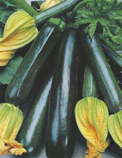 LYRS Pure Natural Zucchini Seed- 75 Seed Price in India - Buy LYRS Pure ...
