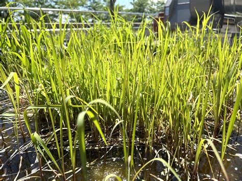 Wild Rice Grow In at Vincent Quiroz blog