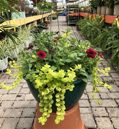 Sun Hanging Baskets | Hanging Baskets | Annuals | Plants & Flowers ...