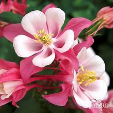piante fiorite perenni piante perenni fiorite floricoltura quaiato piante fiorite perenni piante perenni fiorite floricoltura quaiato