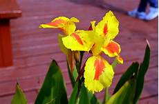 iris fiore immagini iris fiore immagine gratis domain pictures iris fiore immagini iris fiore immagine gratis domain pictures