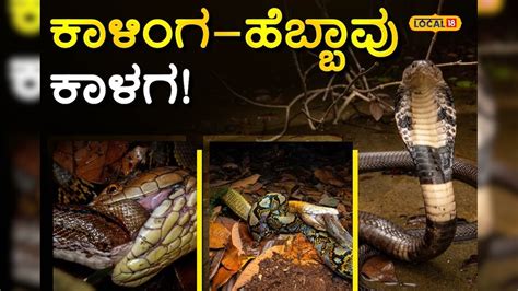 Snake Fights: ಕುಮಟಾದಲ್ಲಿ ಕಾಳಿಂಗ-ಹೆಬ್ಬಾವು ನಡುವೆ ರಣರೋಚಕ ಕಾಳಗ; ಮುಂದೇನಾಯ್ತು ...