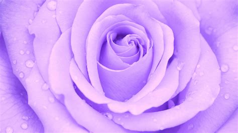 Light Purple Flower Wallpaper