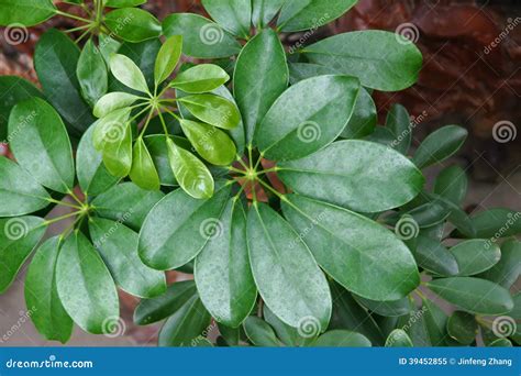 Palmately compound leaf stock image. Image of tropical - 39452855