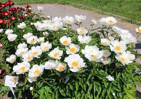 Should You Deadhead Peonies or Leave Them Be?