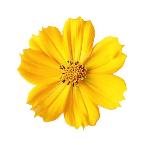 Isolated Yellow Cosmos Flower With Clipping Paths, Isolated, Yellow ...