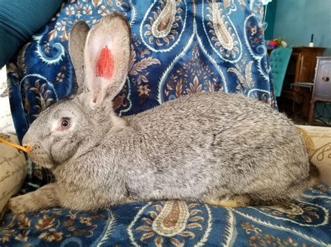 Light Grey Flemish Giant - J Bar M Rabbitry