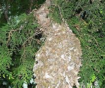 Image result for Baby Bunny Nest Disturbed