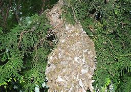 Image result for Rabbit Nest Exposed to Elements