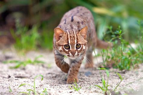 Rusty-Spotted Cat: Meet the Smallest Exotic Cat in the World
