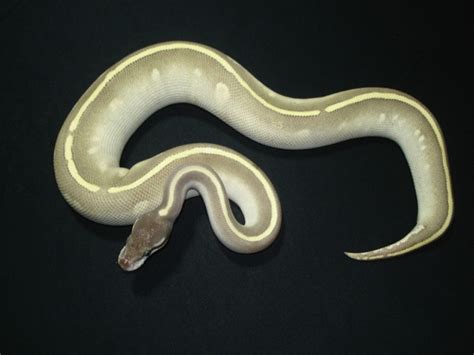 Purple Python Snake 的图像结果