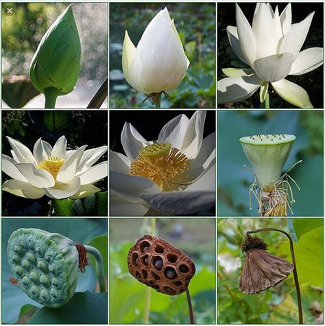Lotus Flower Blooming Stages