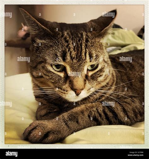 My tabby Bengal mix cat listens to fireworks on the Fourth of July ...