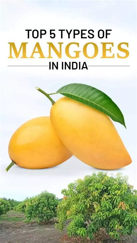 Image result for Mango Production Script Script