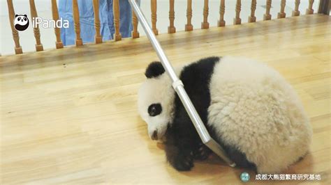 浙江一大熊猫被曝瘦骨嶙峋，毛色很差？官方回应