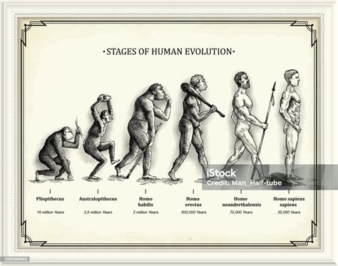 Evolution Timeline Chart 的图像结果