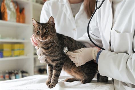 Late-Stage Hyperthyroidism in Cats: What Every Cat Owner Needs to Know — Sage Veterinary Imaging ...