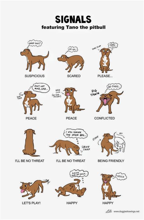 Dog Body Language Chart