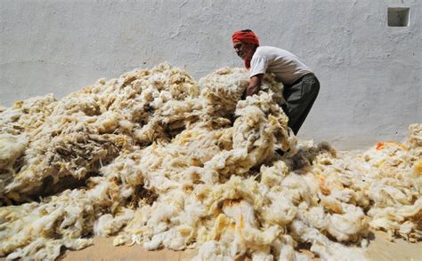 Shear desperation: How can India’s wool sector be revived