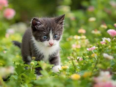 Caring for Kittens 8 Weeks Old: A Simple Guide - PetHealthMD