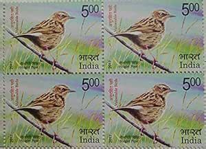 Vulnerable Birds. Nilgiri Pipit (Block of 4) : Amazon.in: Toys & Games