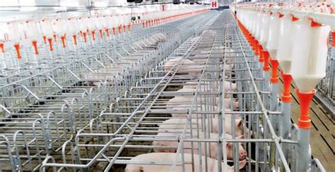 牧原创造养猪新模式，市值逾千亿-5A农业人才网