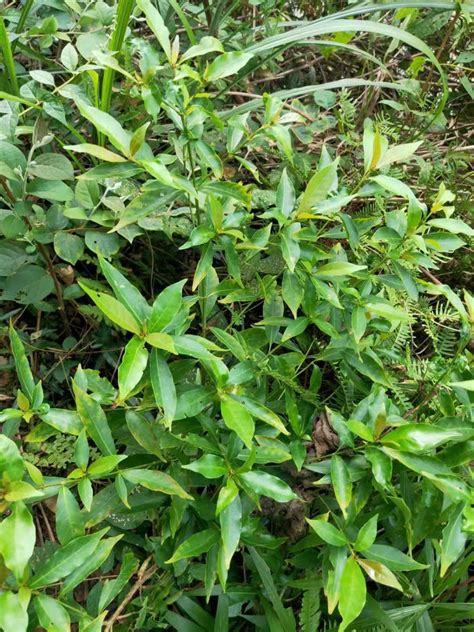 104 水杨梅-宁夏罗山植物-图片