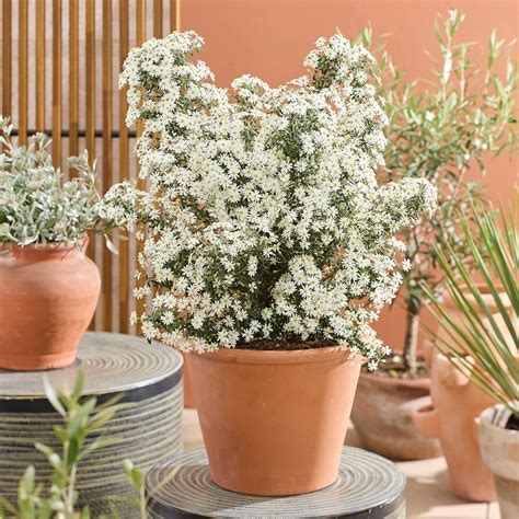 Buy daisy bush Olearia phlogopappa 'Spring Bling (PBR)': Delivery by ...