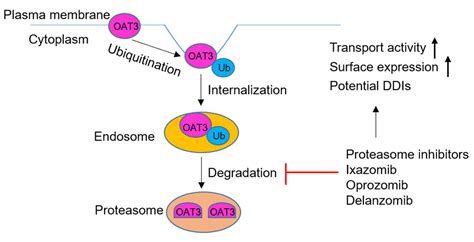 Oral Proteasomal Inhibitors Ixazomib, Oprozomib, and Delanzomib ...