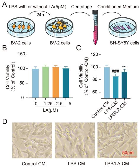 Levistilide A Exerts a Neuroprotective Effect by Suppressing Glucose ...