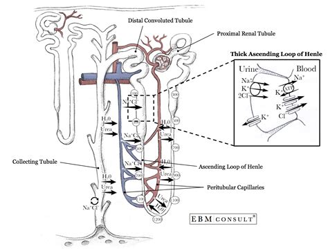 Kidney Diagram Loop Of Henle The Function Of The Nephron | AQA A Level