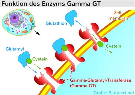 GGT Wert - Gamma GT (γ-GT) einfach erklärt