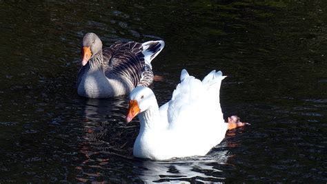 Free Images : wing, white, animal, wildlife, reflection, beak, feather ...