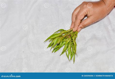 Herbal Plants Hygrophila Auriculata or Ikiriya or Kulekhara an Ayurvedic Herbs in India, Sri ...
